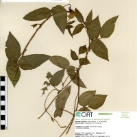 4227 herbarium