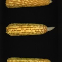 CIMMYTMA 2911 BRAZ 2954 AF22A-0903-158 E1_compress.jpg