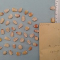 CIMMYTMA 5764 - Reference Inventory.jpg