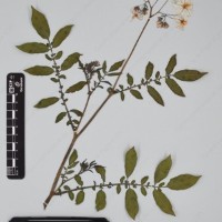 CIP 762633_OCHS 12602_04.jpg