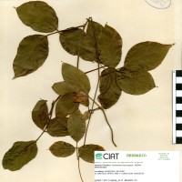 15861 herbarium