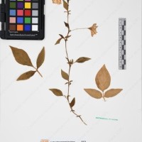 CIP 761070_OCHS 11297_01.jpg