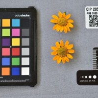 CIP 205017 (flower).jpg