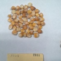 CIMMYTMA 2931 - Reference Inventory.jpg