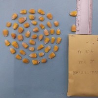 CIMMYTMA 7495 - Reference inventory.jpg