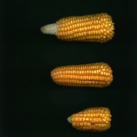 CIMMYTMA 4921 BRAZ 2008 AF20A-0903-62 E1.jpg