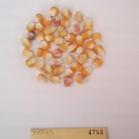 CIMMYTMA 4753 - Reference Inventory.jpg