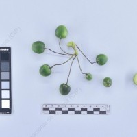 CIP 761287_OCHS 11824_acl_B_2024.jpg