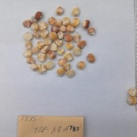 CIMMYTMA 783 - Reference Inventory.jpg