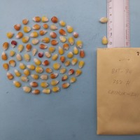 CIMMYTMA 7968 - Reference inventory.jpg