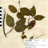 15810 herbarium