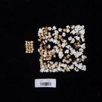 Popped and not popped comparison labeled.jpg