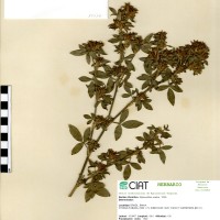 10077 herbarium