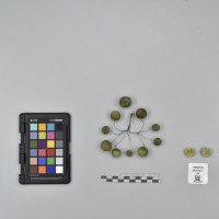 CIP760010_OCH S21_B.JPG