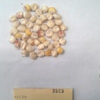 CIMMYTMA 3523 - Reference Inventory.jpg