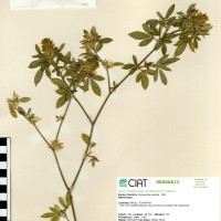 1191 herbarium