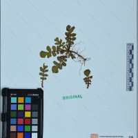 CIP 762337 herbarium