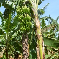 6.4.6 - Bunch position