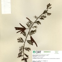 20442 herbarium