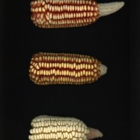 CIMMYTMA 5783 BRAZ 1488 AF22A-0903-66 E_compress.jpg