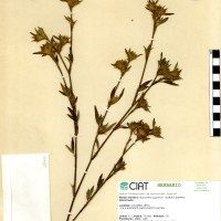 1647 herbarium