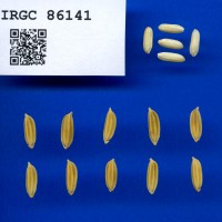 IRGC 86141 Seed Photo
