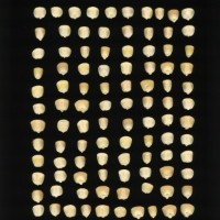 CIMMYTMA 2198 JALI 23 PV22A-1903-93 K0880 _compress.jpg