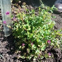 144154(Trifolium rueppellianum2134).jpg