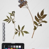 CIP 765690_RPSP 001_10.jpg