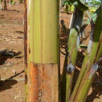 6.2.5 - Main underlying colour of the pseudostem (2018)