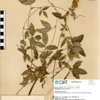5234 herbarium