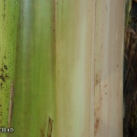 6.2.5 - Main underlying colour of the pseudostem (2018)