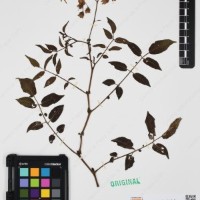 CIP 761064_OCHS 15528_02.jpg