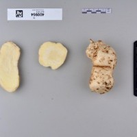 CIP 400954 (root).jpg