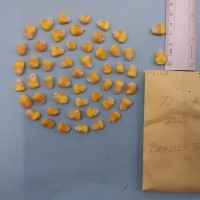 CIMMYTMA 7435 - Reference inventory.jpg