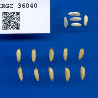 IRGC 36040 Seed Photo