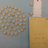 CIMMYTMA 6008 - Reference Inventory.jpg