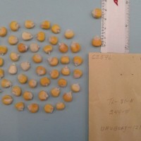 CIMMYTMA 6259 - Reference Inventory.jpg