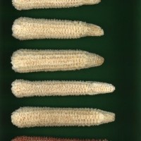 CIMMYTMA 26825 GUAN 417 BA22U-2903-74 C.jpg