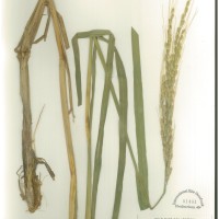 IRGC 89095 Herbarium