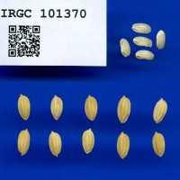 IRGC 101370 Seed Photo