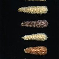 CIMMYTMA 24922 JUN 138 TC17U-2903-153 C.jpg