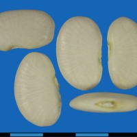 G25460 seed.jpg