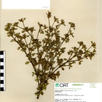 10028 herbarium