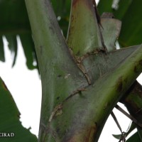 6.3.1 - Blotches at the petiole base