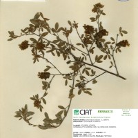 3144 herbarium