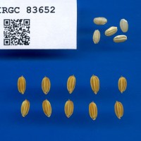 IRGC 83652 Seed Photo