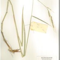 IRGC 104742 Herbarium