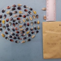 CIMMYTMA 8469 - Reference inventory.jpg