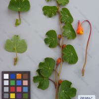 CIP 203067 Herbarium